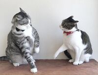 猫ちゃんごろごろイカ耳こんにちは うちでは猫を最近飼い始めま Yahoo 知恵袋