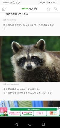 これはタヌキ アライグマ タヌキとアライグマ とハクビシン の違いを説明す Yahoo 知恵袋