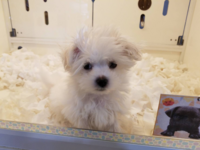 愛犬がピーピーうるさいです 長文 うちには愛犬が２匹います Yahoo 知恵袋
