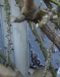 今日バラの剪定をしていたら写真のような白い斑点状のものに気づきました これ Yahoo 知恵袋