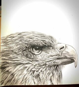 鷹の絵を描きました シャーペンのみで描いたせいか 線が硬く Yahoo 知恵袋