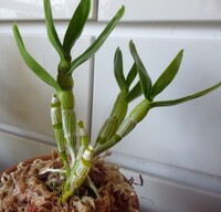 貰ったデンドロビウムが 変な所から根 新芽が出てきました これは この節 Yahoo 知恵袋