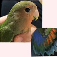 コザクラインコのカラーについて質問です この子は将来どんな色の出方 Yahoo 知恵袋