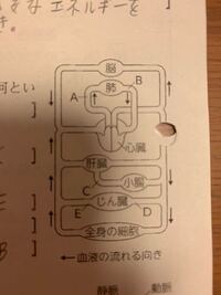 動脈と静脈で不要物が多く含まれているのはどっちですか 一般的には静脈 Yahoo 知恵袋