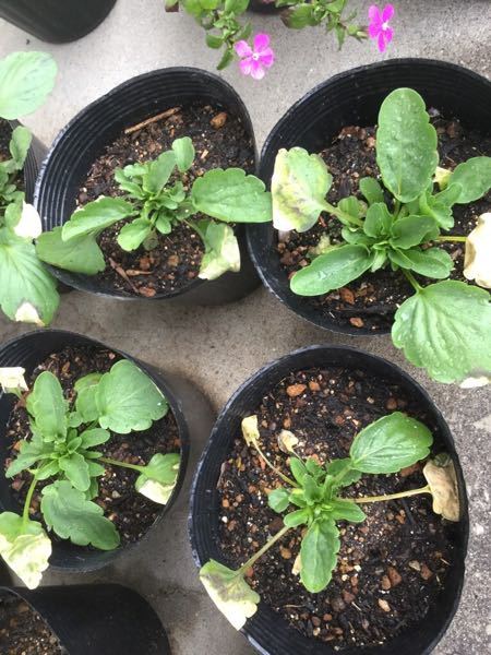 パンジーの葉が白くなって弱々しいです。 - 灰色カビ病でしょうか 