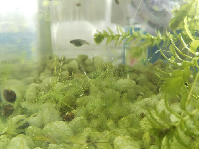 メダカ水槽の水草にカビ メダカの水槽にある水草 に白っ Yahoo 知恵袋