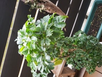 インパチェンスの花が咲きません 咲かない というよりつぼみすらつかないのです Yahoo 知恵袋