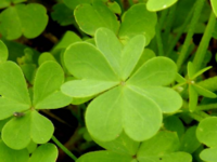 画像の四つ葉はクローバーですか カタバミでしょうか 散歩 Yahoo 知恵袋