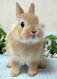 9年めのうさぎを飼っています ついこの間 フラッと倒れて 起き上がれずにじ Yahoo 知恵袋