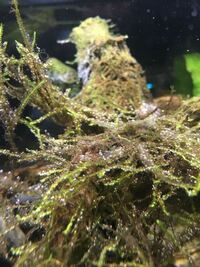 このウィローモスについてる茶色の苔のようなものは藍藻類の苔ですか Yahoo 知恵袋