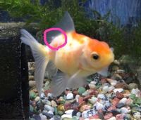 金魚のトリートメント中のエサについて 先ほど金魚を購入したので今日から1 Yahoo 知恵袋