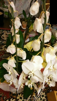 胡蝶蘭上の方の花がしおれてきました 株と他の花のためにしおれた花 Yahoo 知恵袋
