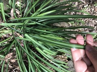 細い葉の観葉植物