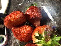 スーパーで購入した苺から種を取って発芽させることはできますか Yahoo 知恵袋