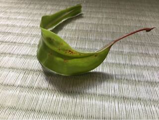 食虫植物のウツボカズラを育てているのですが 最近になって葉に変な Yahoo 知恵袋