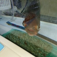 現在の多摩川は本当に外来魚だらけなのでしょうか どうな外来魚がいますか Yahoo 知恵袋