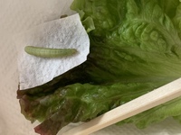 この青虫は 何になりますか カブについてきた青虫を 子どもが育てたいと言って Yahoo 知恵袋
