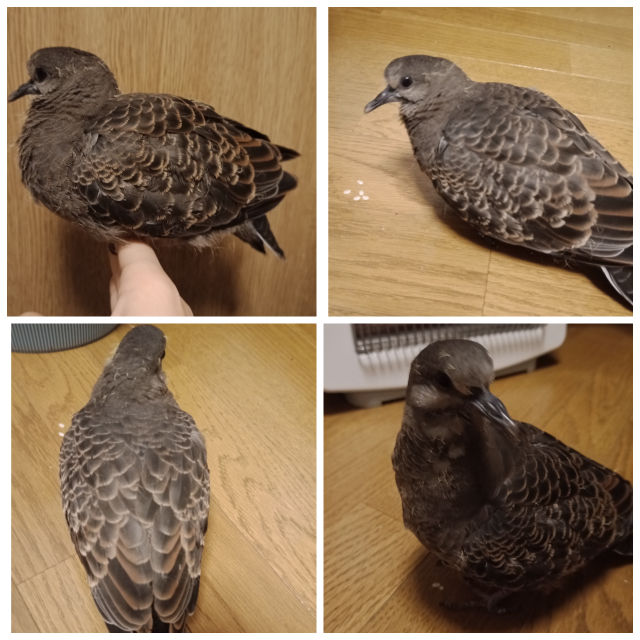 鳩について - 最近、家に鳩が来ます。それで思ったのですが、家に 