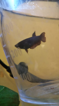 ベタ ハーフムーンのオスと トラディショナルベタのメスは繁 Yahoo 知恵袋