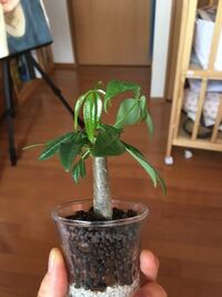 観葉植物のパキラを穴無しの鉢で育てる事は不可能ですか 室内で育 Yahoo 知恵袋