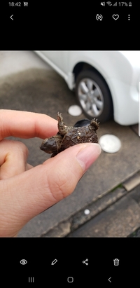 この亀が雨の日道端に落ちていました 歩いてこれる距離に川もなく Yahoo 知恵袋