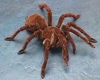 タランチュラ飼育をしたことないんですけど ゴライアスバードイーター Yahoo 知恵袋