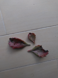 多肉植物に掛けている遮光ネットいつ外しますか 我が家では夏の間 軒下で多 Yahoo 知恵袋