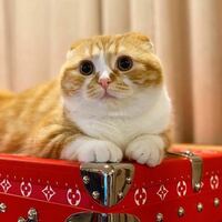 耳が垂れてるこの可愛い猫の種類はなんですか 本当ですねヒカキンさんの Yahoo 知恵袋