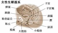 なぜ恥骨結合がうつっているんですか 単なる骨なのに ど真ん Yahoo 知恵袋