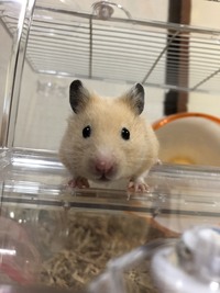 ハムスターの鼻に白いプツっとしたできものができてしまいました ど Yahoo 知恵袋