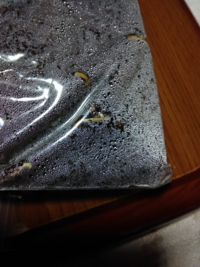 ポンカンの種をまいて芽が出るものでしょうか 昨日娘とポンカンを食 Yahoo 知恵袋