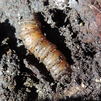 愛知県瀬戸市海上の森石の下にいました ガガンボの幼虫でしょうか 名前をお教 Yahoo 知恵袋