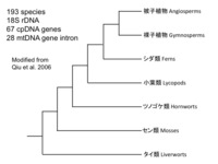 中１理科の説明 裸子植物の できるだけ簡単な説明をお願いします もうす Yahoo 知恵袋