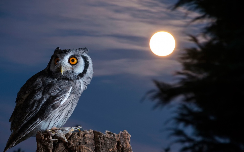 no.0158 濃霧の夜　月に泊まるフクロウ　一点物 no.0158 濃霧の夜月に泊まるフクロウ一点物