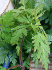 この葉っぱの名前を教えてください ヨモギかな と調べたら葉 Yahoo 知恵袋