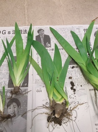 スパティフィラムの花はどこで切るんでしょうか 花が終わった Yahoo 知恵袋