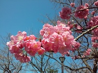 散る桜残る桜も散る桜とはどのような意味ですか 等しくや Yahoo 知恵袋