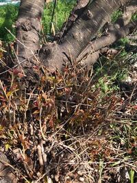 さくらんぼの木の根元から沢山の枝が出ますが どこのさくらんぼも同 Yahoo 知恵袋