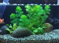 水草に茶色の苔がつきました 取った方がいいですか 水槽を立 Yahoo 知恵袋