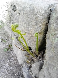 ゼンマイとワラビを採りに行きたいのですが 類似の植物はありますか Yahoo 知恵袋