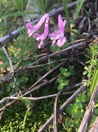 ピンク色の花の名前を教えてください エンゴサクの類い ジロボエンゴサ Yahoo 知恵袋