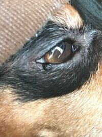 犬についてです 目の外に黒い点があるのですが これはホクロ ですか Yahoo 知恵袋