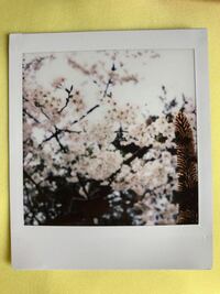 フィルムカメラに詳しい方に質問です 桜を撮っていたら変なものが写り込んだのですが、どういう現象かわかりますか？
写真右下の痣の様なものです