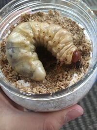 オオクワガタの前蛹を間違えて掘り出してしまいました 新しい菌糸ビンに入れよ Yahoo 知恵袋