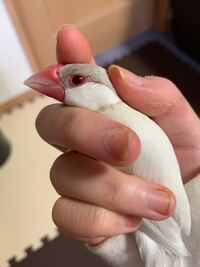 文鳥のクチバシにある丸い点についてです 写真の黒い丸で囲んだ Yahoo 知恵袋