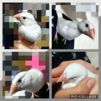 文鳥がなでられて気持ちいところは どこですか 白文鳥です あと懐く方 Yahoo 知恵袋