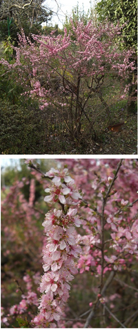 ニワザクラについて庭桜は桜の品種のひとつですか それとも桜に似た木で家 Yahoo 知恵袋