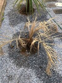 ココスヤシが全体的に茶色く乾燥してしまいました 枯れてもうダメなのか 手入 Yahoo 知恵袋