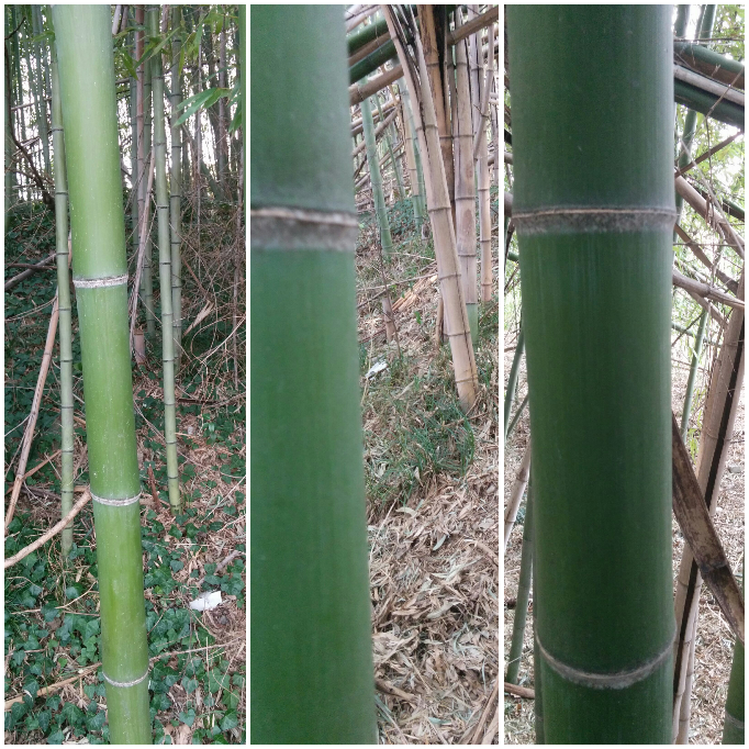この竹の種類を教えてください 河川敷に生えてる竹です よろ Yahoo 知恵袋