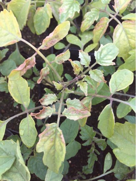 野菜苗の病気 - トマト苗が茶色く変色してしまったのですがこの病 